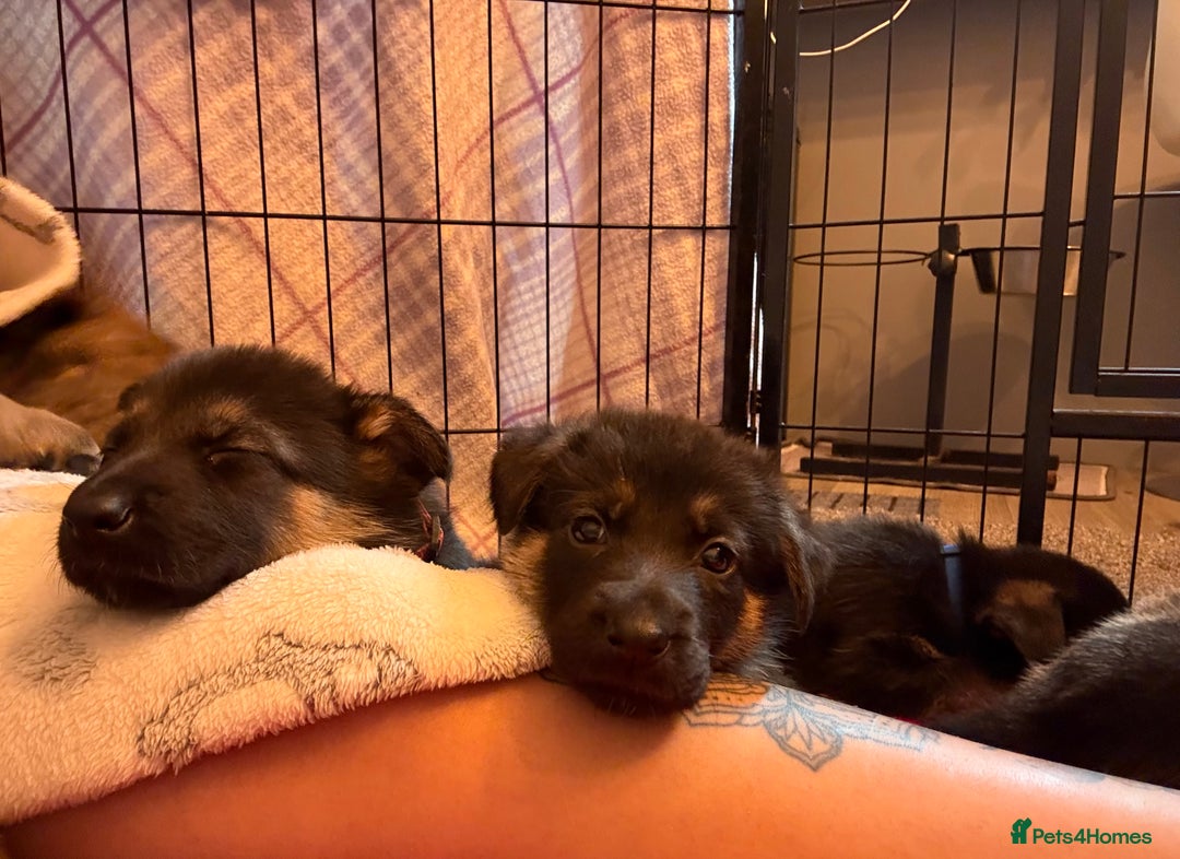 Mixed Breed dogs for sale: Belgian malinois x German Shepherd puppies  - Advert 10