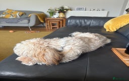 Shih Tzu dogs for sale: Adorable Shih Tzu Puppy Needs Loving Home - Image 3