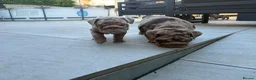 English Bulldog dogs for sale: Ready to Leave KC English Bulldog Puppies - Advert 8