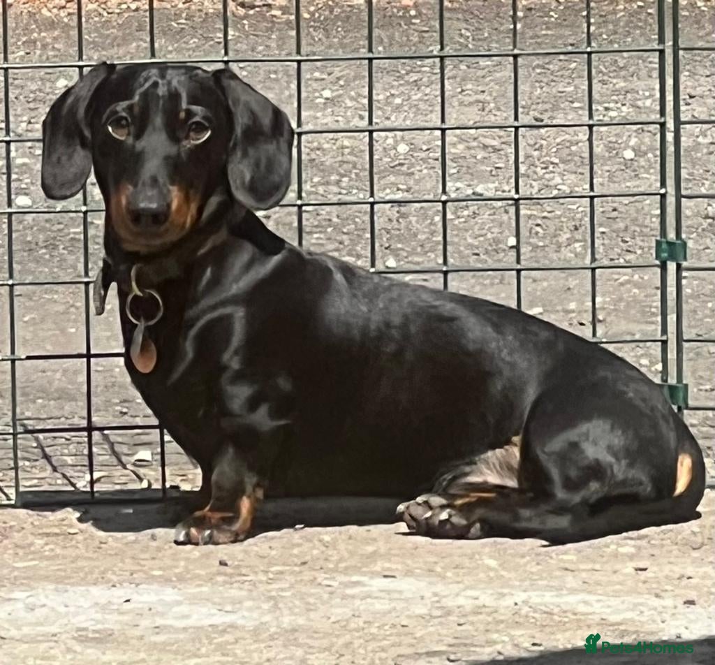 Miniature Dachshund dogs Miniature smooth haired dachshund for stud - Advert 6