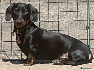 Miniature Dachshund dogs Miniature smooth haired dachshund for stud - Advert 18