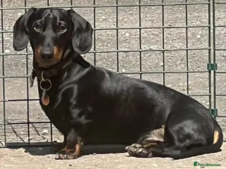 Miniature Dachshund dogs Miniature smooth haired dachshund for stud - Advert 4