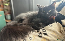 Mixed Breed cats for sale: *Adoption* Beautiful cat needs the perfect home - Image 1