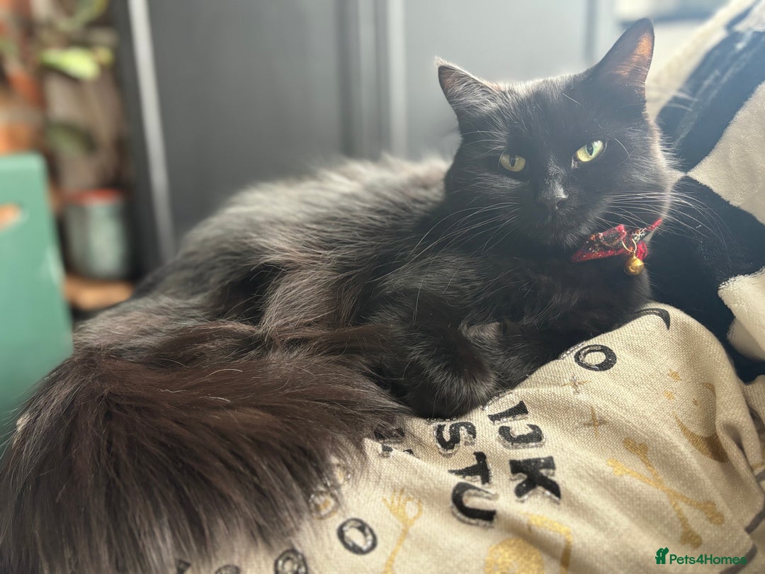 Mixed Breed cats for sale: *Adoption* Beautiful cat needs the perfect home - Image 1