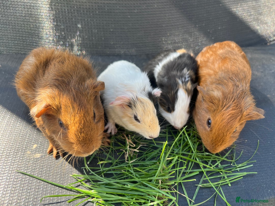Guinea Pig rodents for sale: Boy baby guinea pigs - well handled  - Image 2