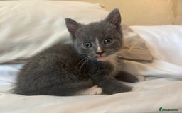 British Shorthair cats for sale: British shorthair x - Image 5