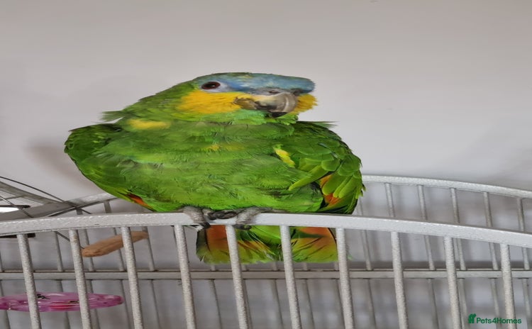 Parrots birds - Advert 3