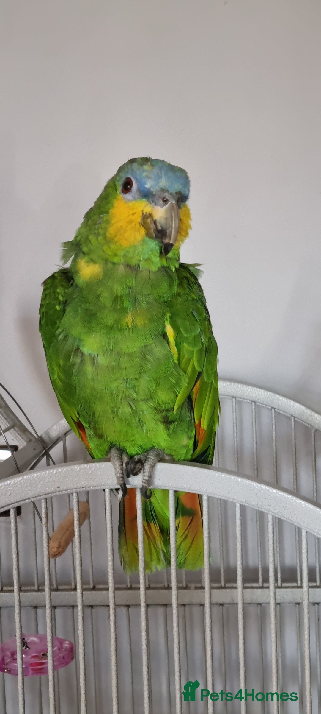 Parrots birds for sale: Amazon orange wing parrot  - Image 1