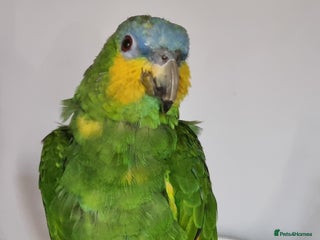 Parrots birds - Advert 15