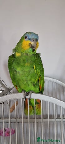Parrots birds - Advert 17