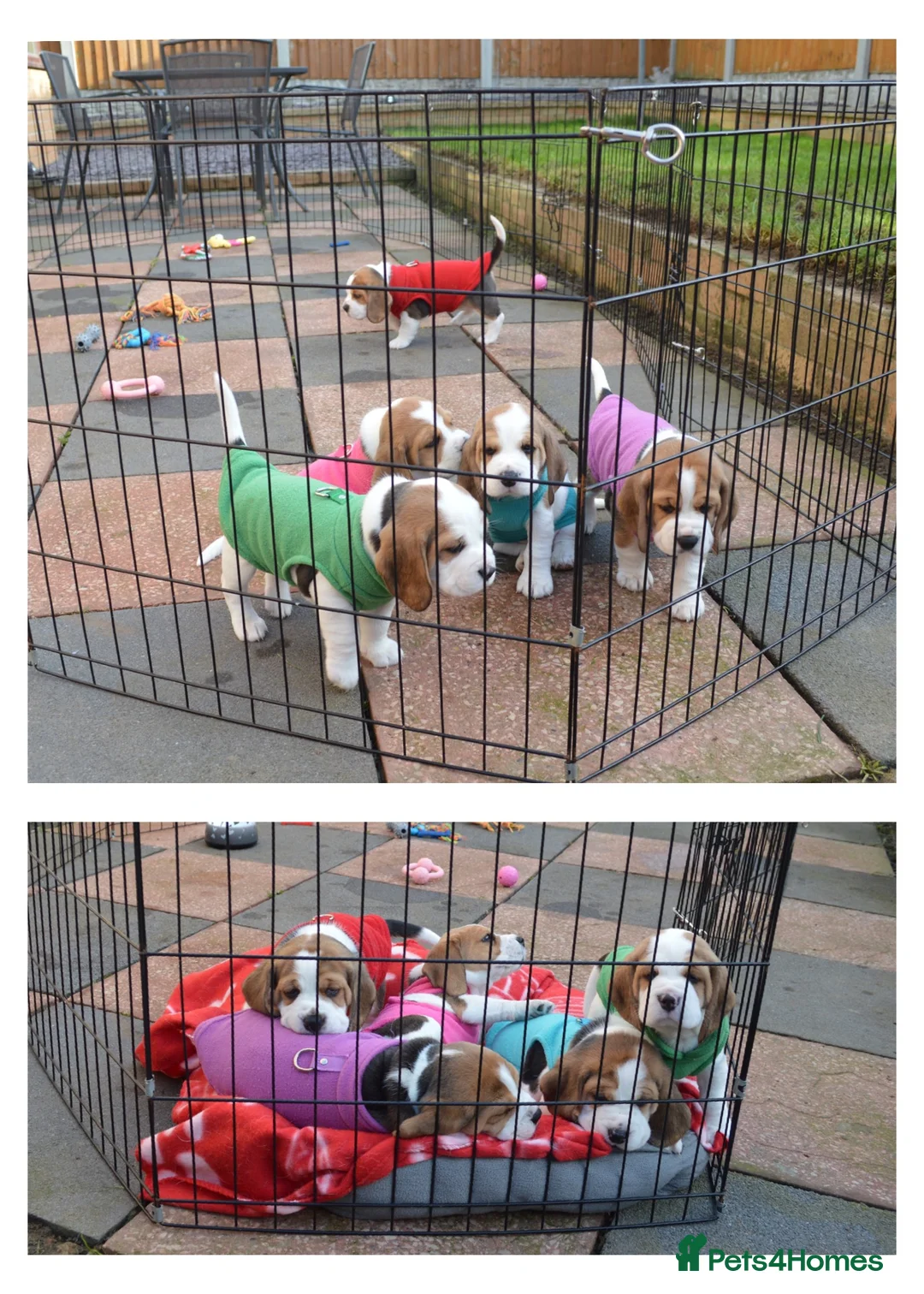Beagle dogs for sale: CH Sired, Fully Health Tested, KC Reg, Beagle Pups - Advert 7