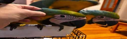 Macaws birds for sale: Baby Blue And Gold Macaws - Advert 6