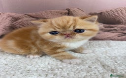 Exotic cats for sale: ⭐️ Exotic kittens 1 male 2 female ⭐️ - Image 5