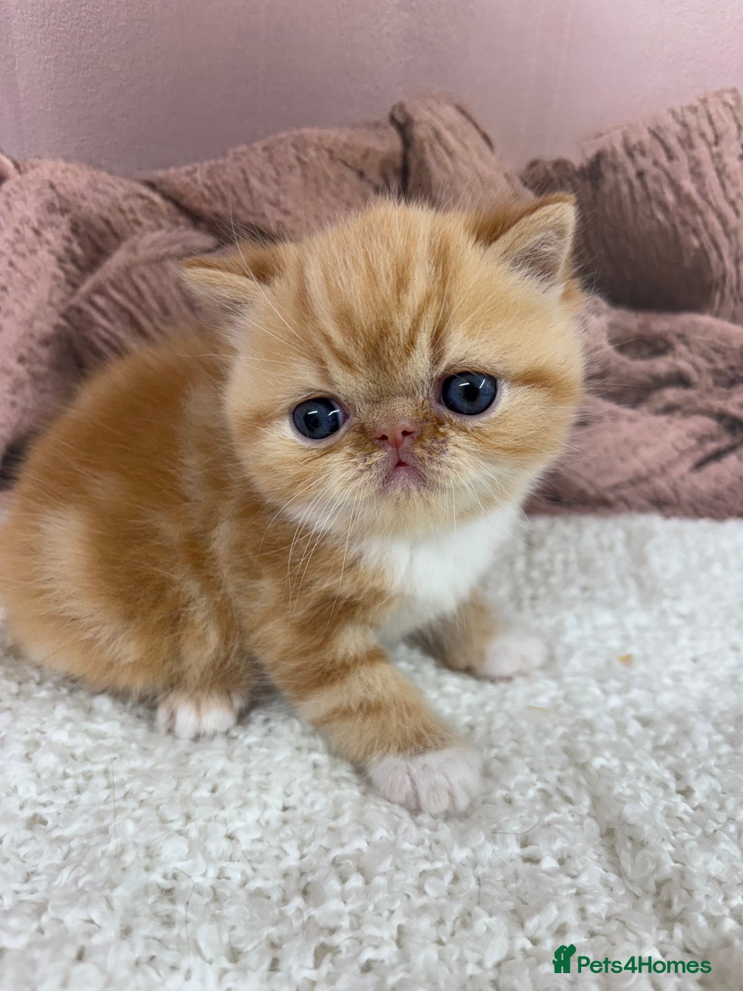 Exotic cats for sale: ⭐️ Exotic kittens 1 male 2 female ⭐️ - Image 5