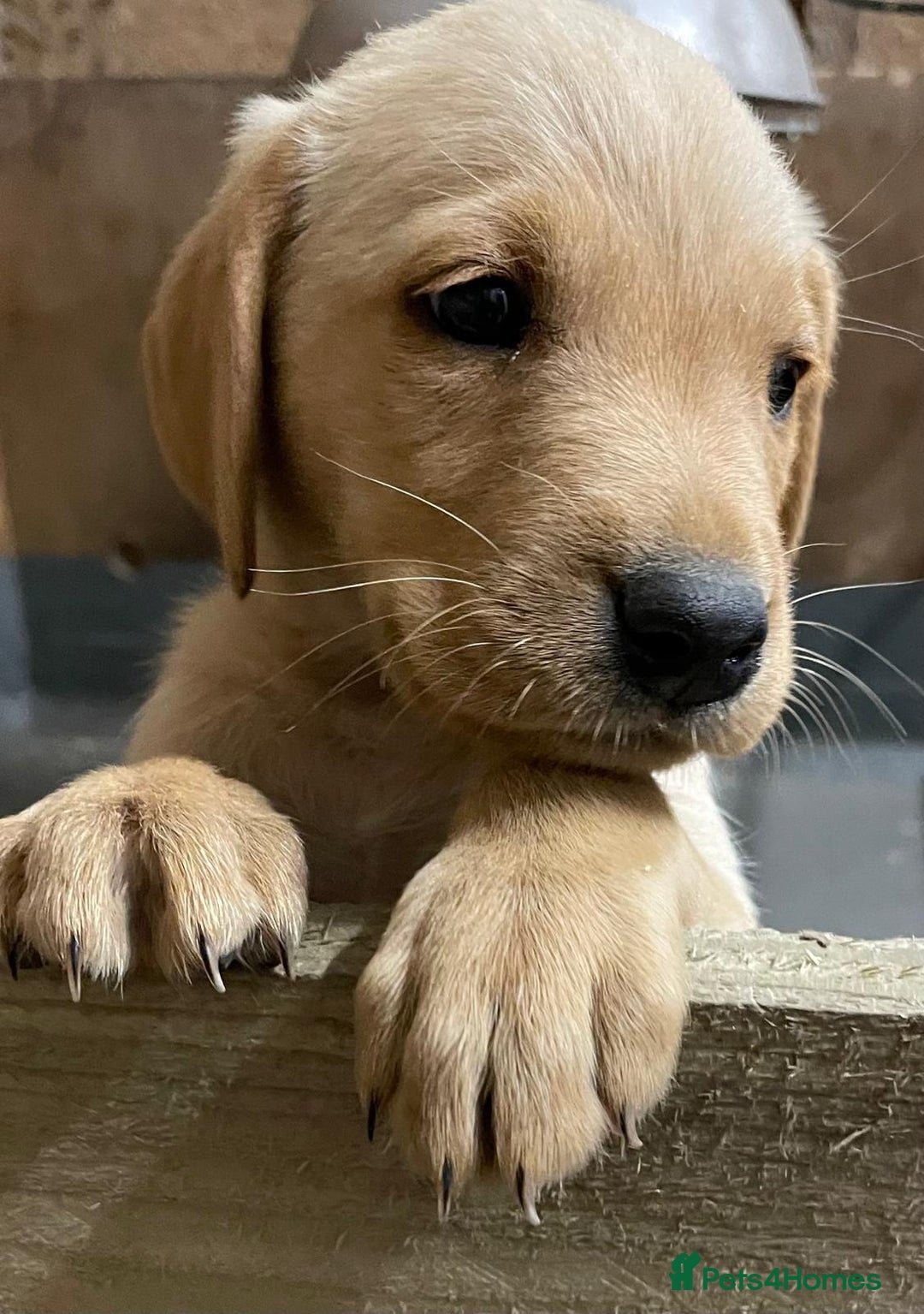 Labrador Retriever dogs for sale: Fox red Labradors  - Image 12