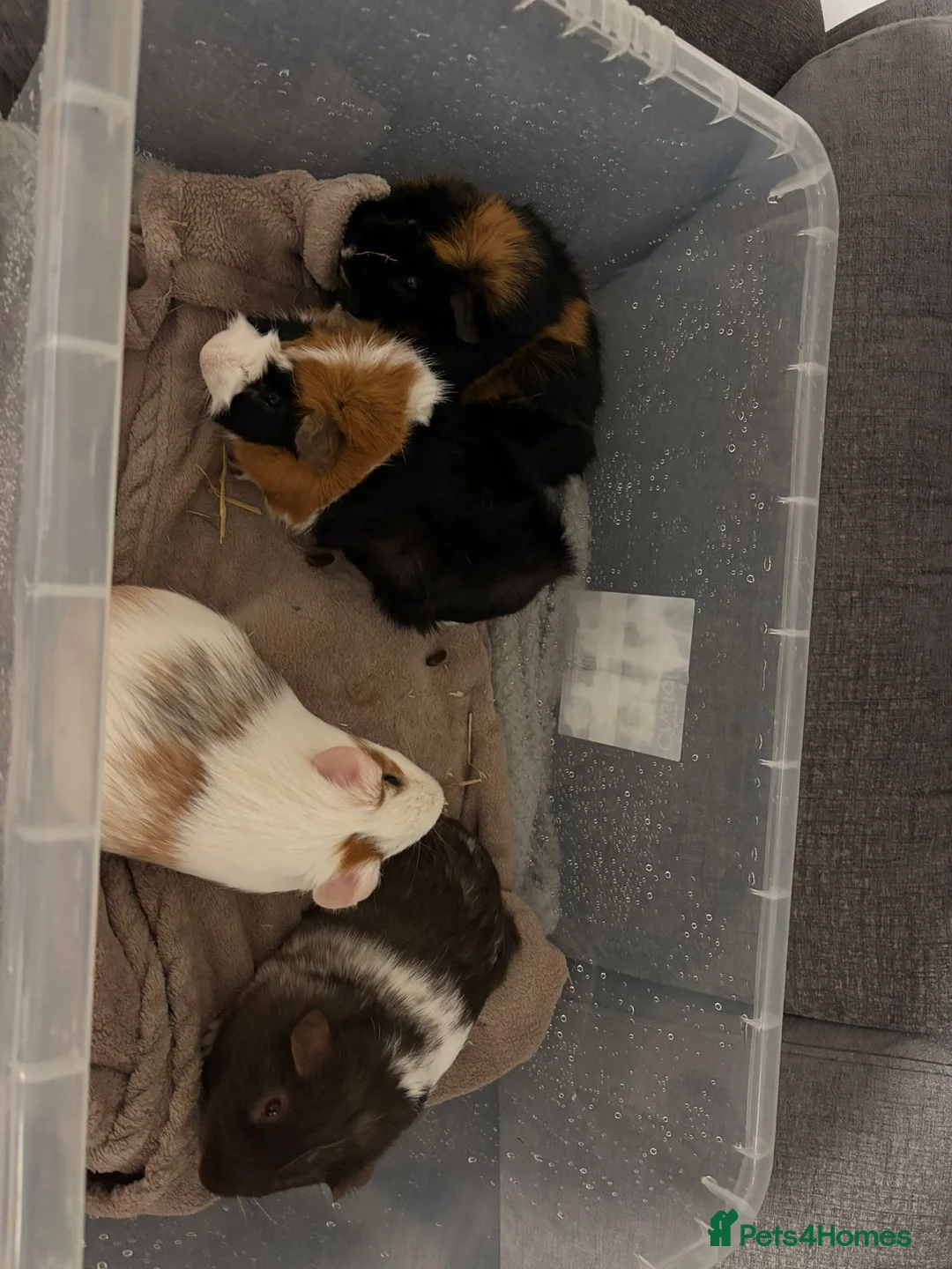 Guinea Pig rodents for sale: 4 Bonded Male Guinea Pigs – Very Friendly - Advert 2