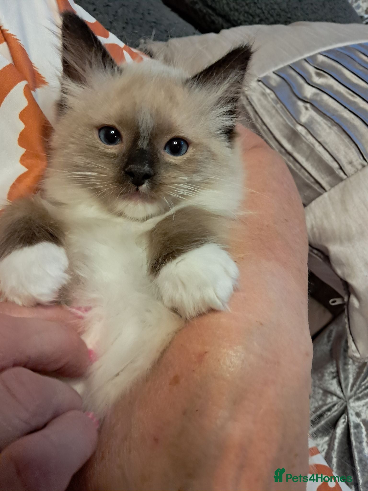 Ragdoll cats Four GCFF Beautiful Ragdoll kittens  - Advert 10