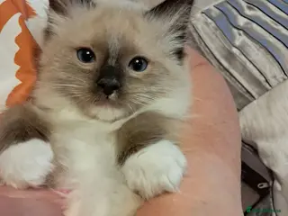 Ragdoll cats Four GCFF Beautiful Ragdoll kittens - Advert 10