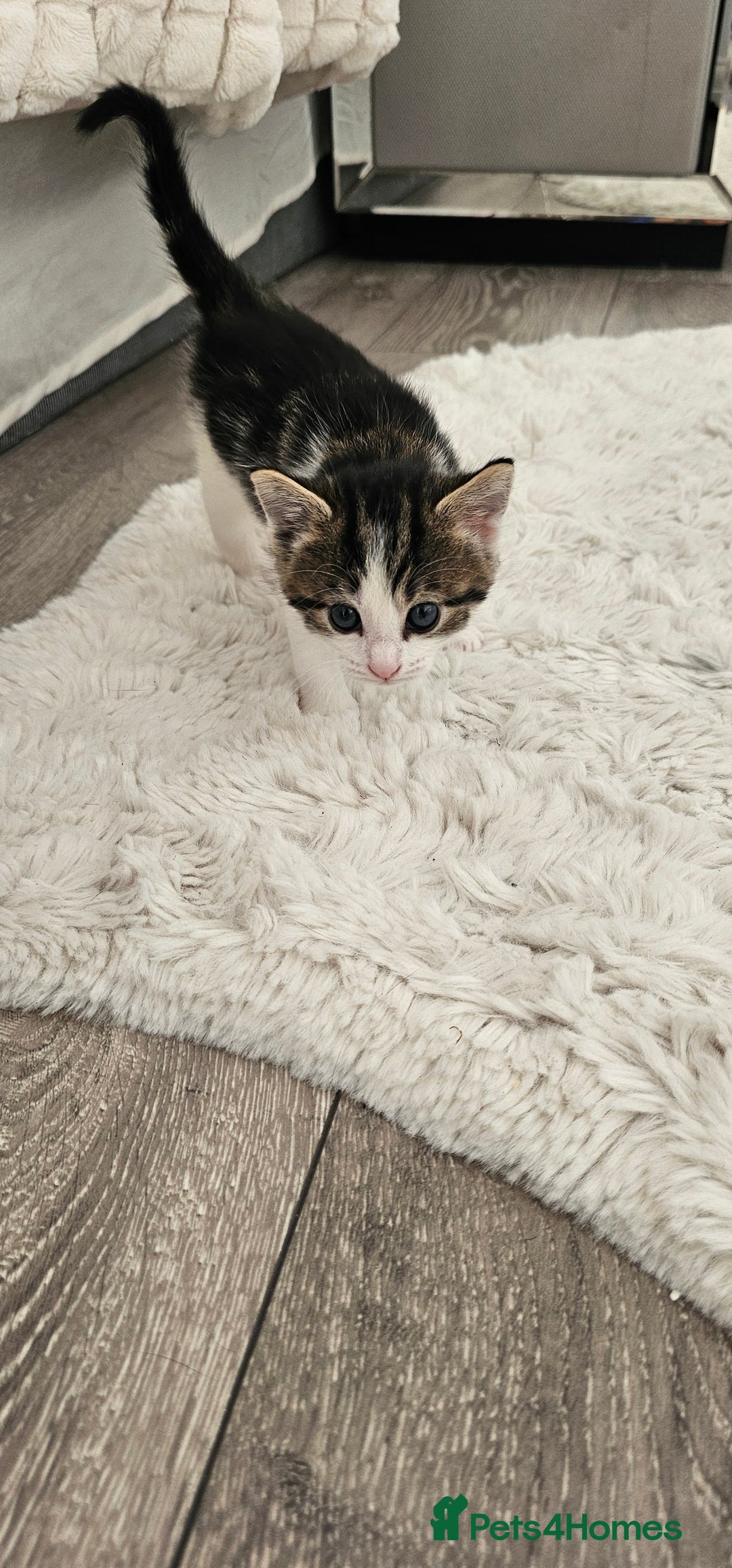 Mixed Breed cats for sale: Beautiful friendly kitties 💖 ready for homes 💕 - Image 12