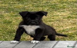 Border Collie dogs for sale: 2 puppies left/1 white Merle and black and white . - Image 17