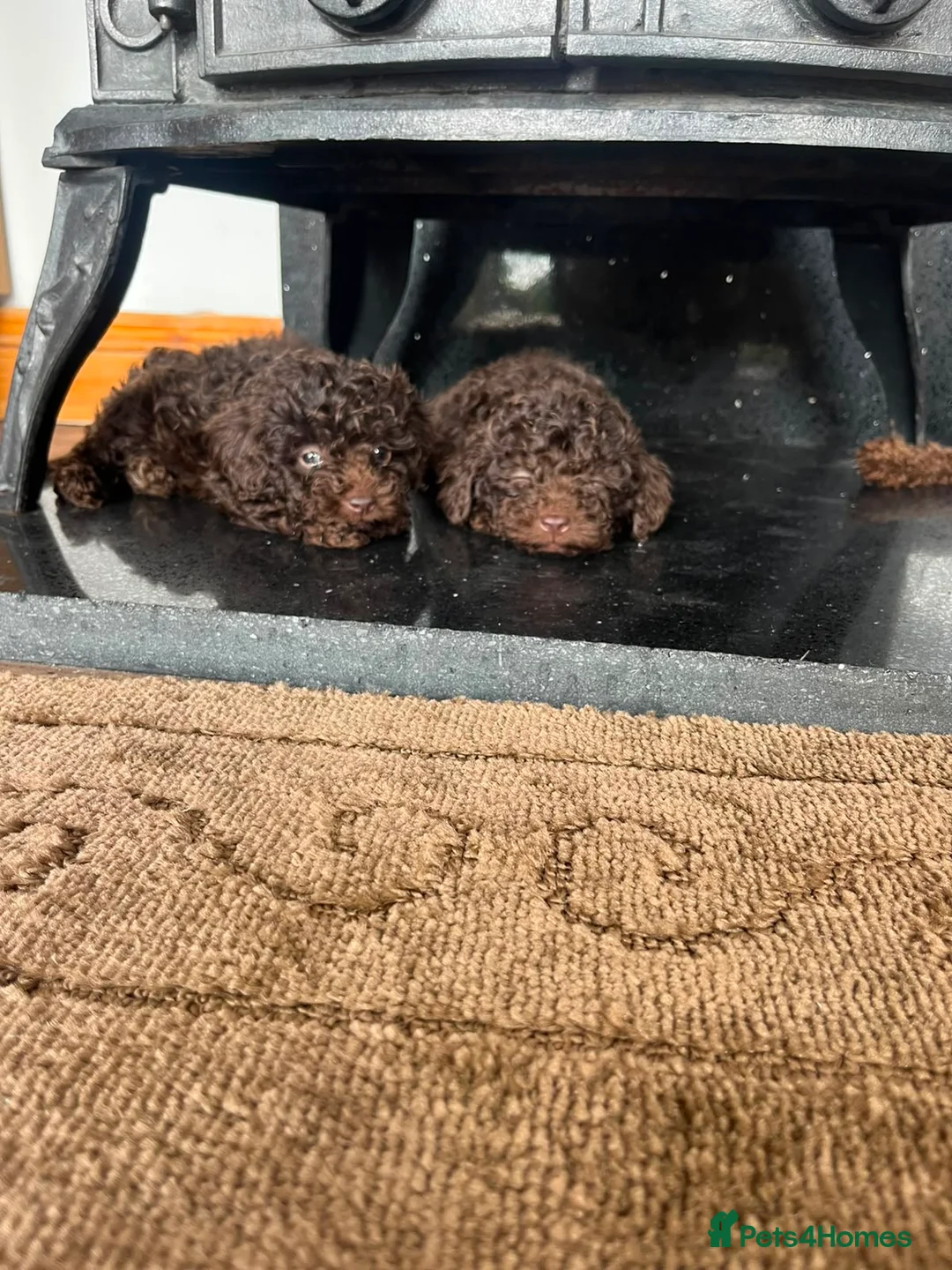 Toy Poodle dogs for sale: Toy poodle  in Wakefield - Advert 5