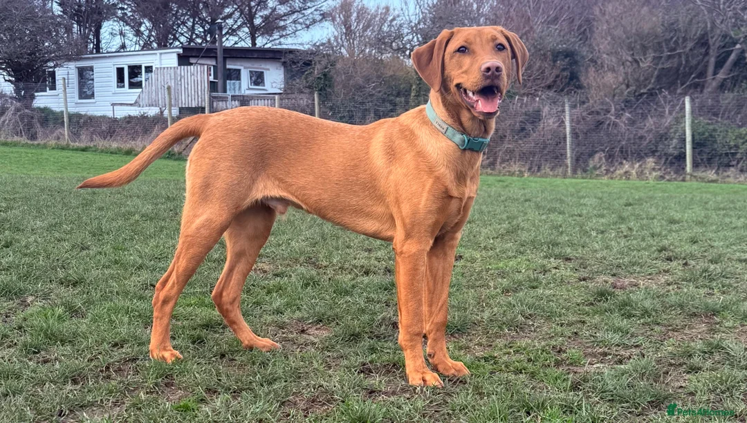 Labrador Retriever dogs for sale: Red fox Labrador puppy  - Advert 1