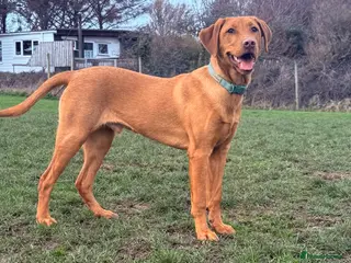 Labrador Retriever dogs Red fox Labrador puppy - Advert 11