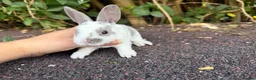 Rex rabbits for sale: 3 x stunning mini rex babies for reserve  - Advert 12