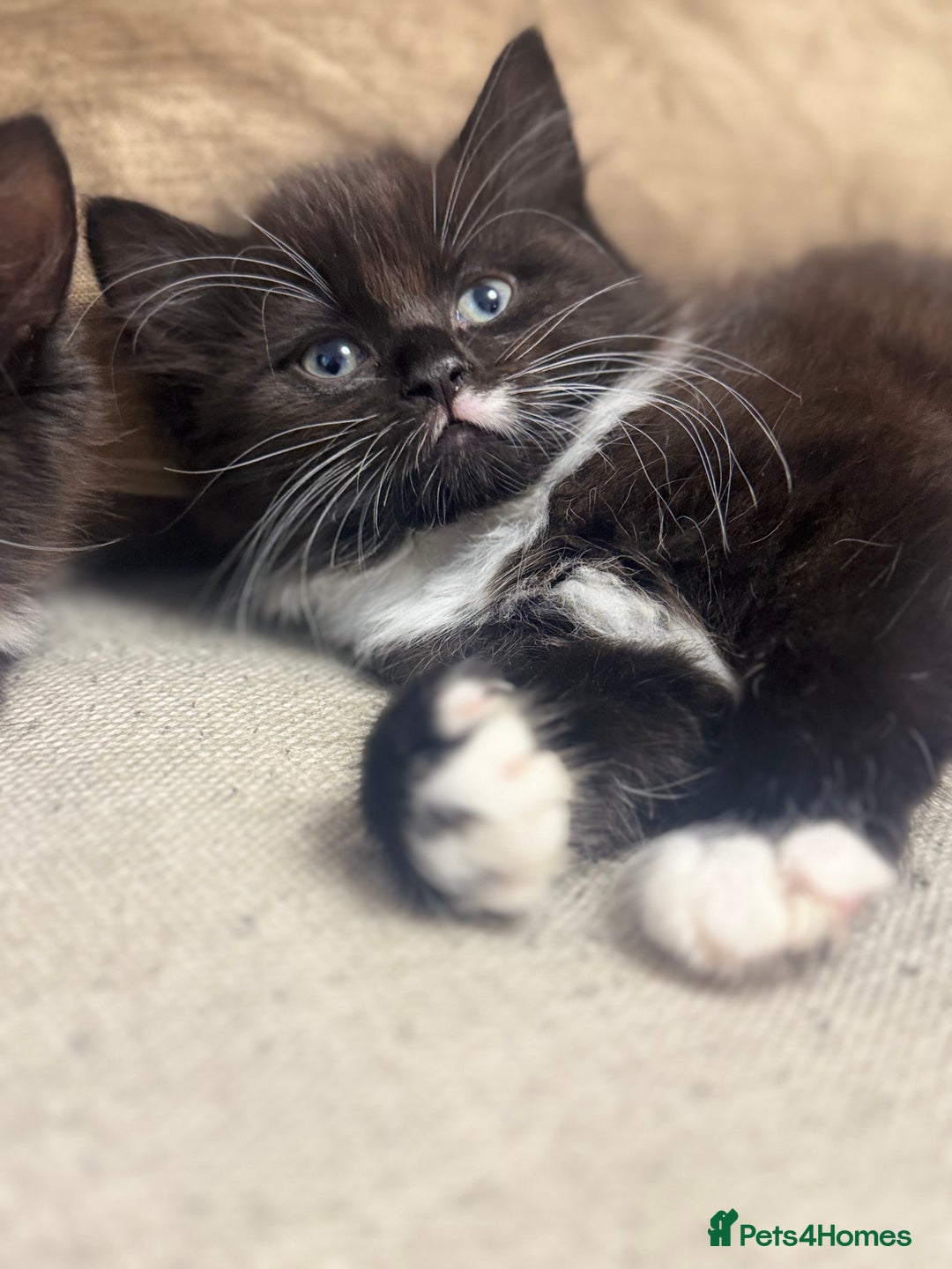 Ragdoll cats for sale: Stunning part ragdoll kittens - Image 6