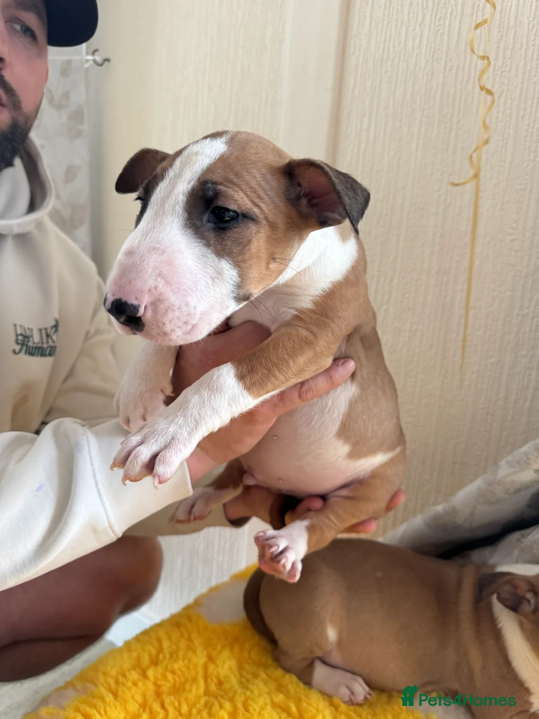 Bull Terrier dogs for sale: Stunning KC Registered 5* Bull Terrier Pups - Advert 7