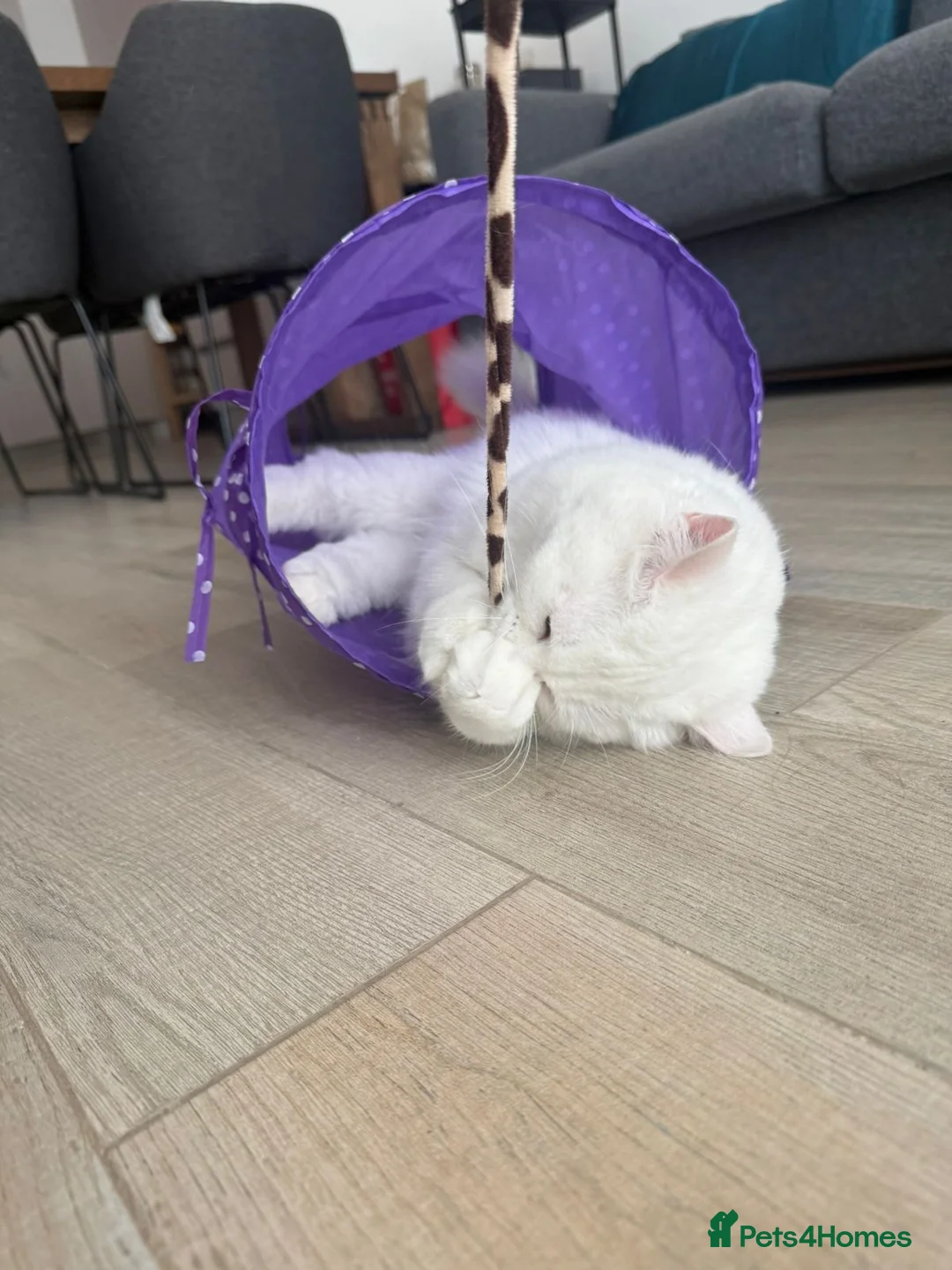 Mixed Breed cats for adoption: FLUFF - FUN AFFECTIONATE Happy MIX PERSIAN SPAYED - Advert 2