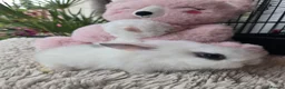 Lionhead rabbits for sale: Cutest Lionhead lops Supersoft blue eyes  - Advert 11