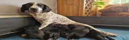 Springador dogs for sale: BEAUTIFUL SPRINGADOR PUPPIES - Advert 30