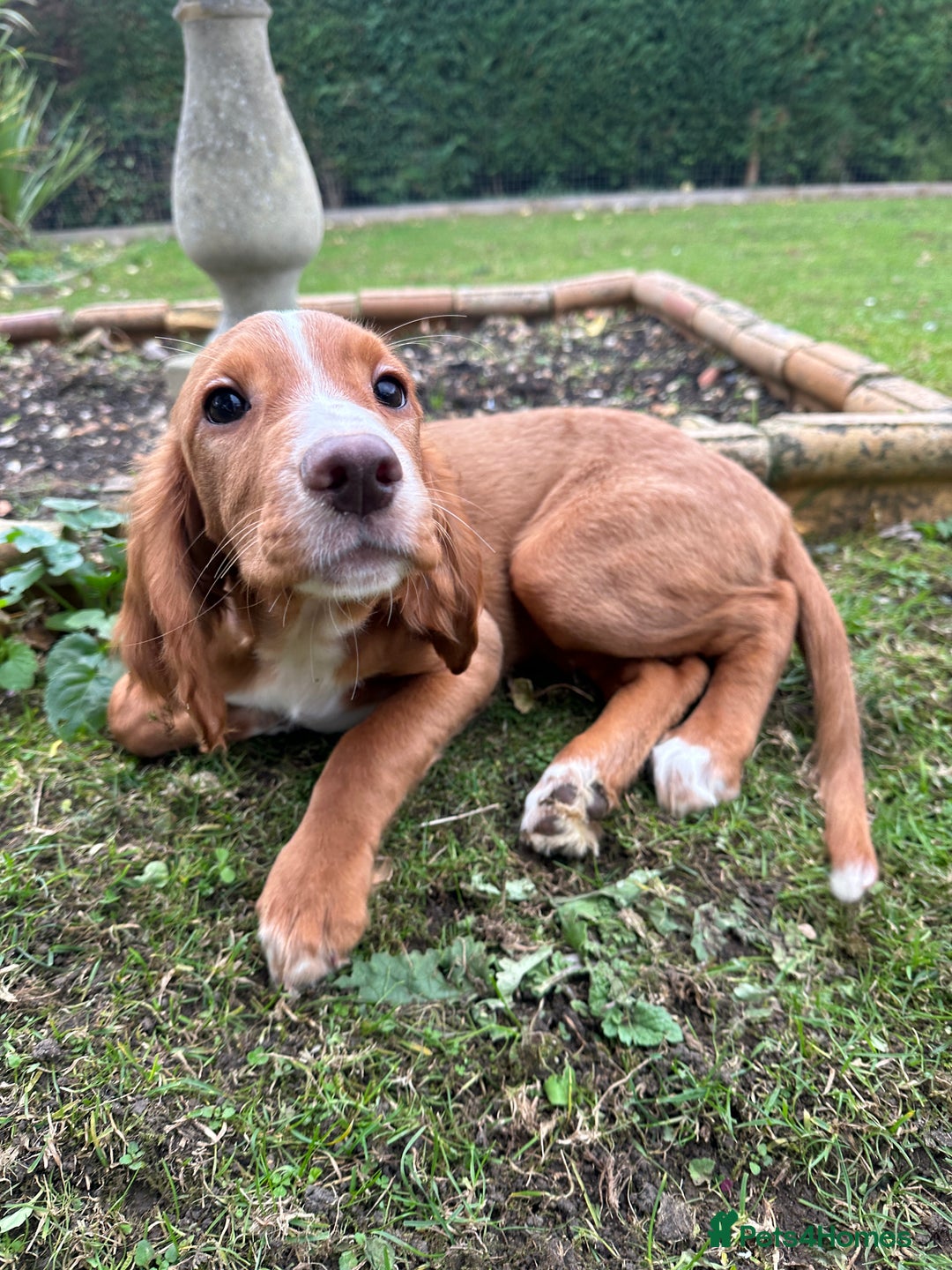 Cocker Spaniel dogs for sale: Working cocker spaniels puppies  - Image 5