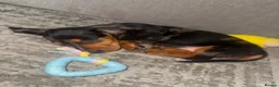 Miniature Dachshund dogs for sale: Silver dapple and tan miniature dachshund  in Port Talbot - Advert 8