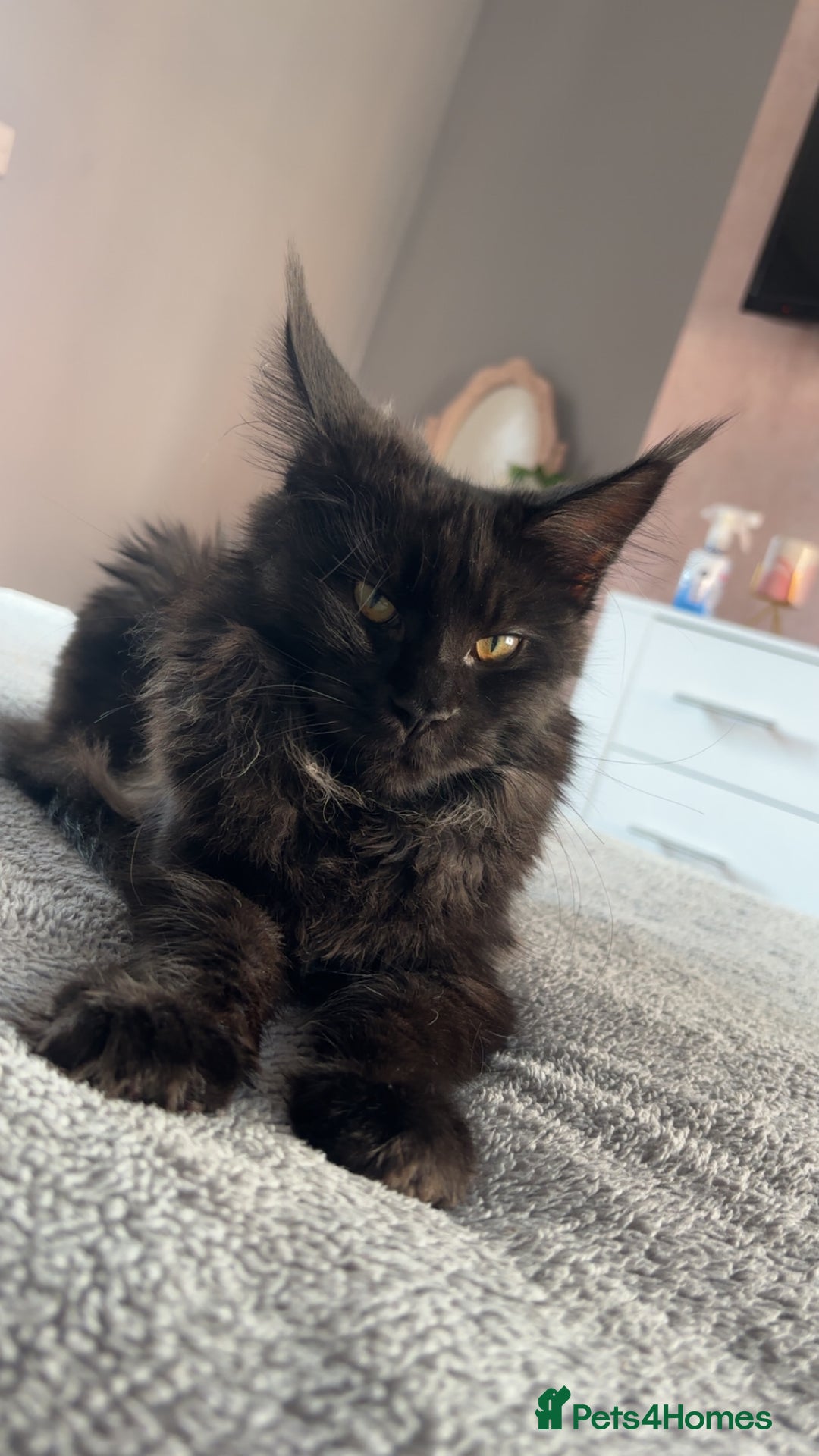 Maine Coon cats for sale: beautiful mainecoon sisters  - Image 4