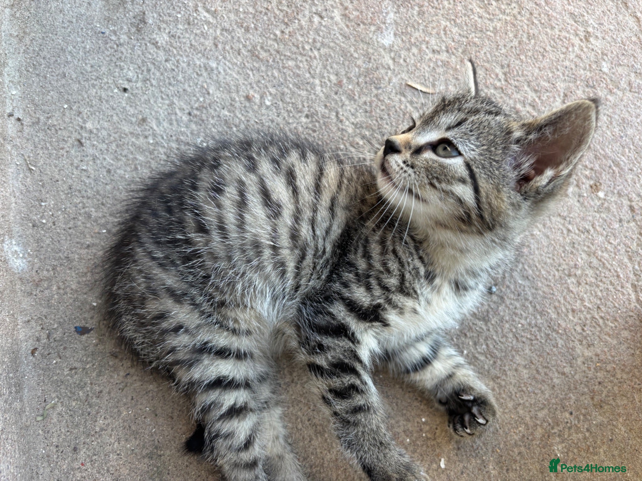 Mixed Breed cats Kitten  - Advert 1