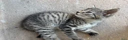 Mixed Breed cats for sale: Kitten  - Advert 1