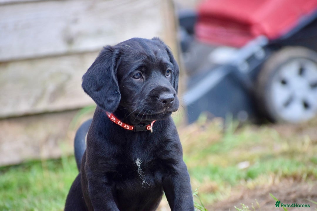 Cockerdor dogs for sale: Cockerdor Puppies - Image 6