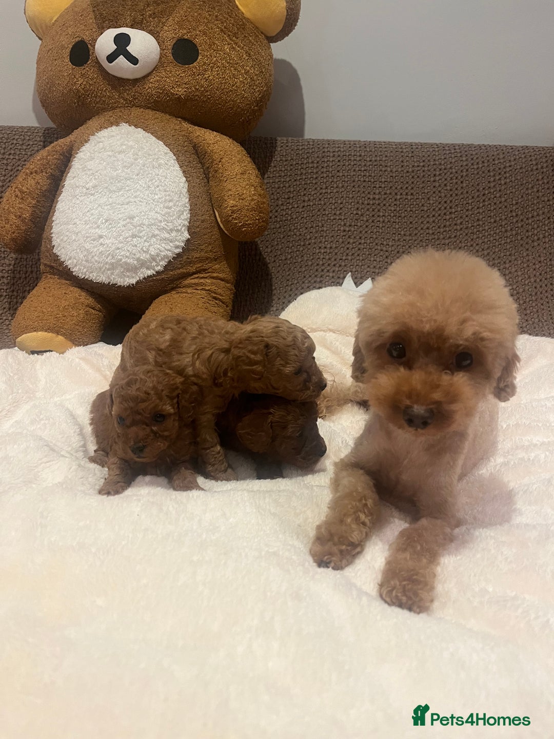 Toy Poodle dogs for sale: 🧸Beautiful red toy/asian poodle puppies 🧸  - Advert 40