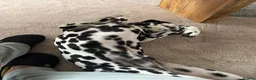 Dalmatian dogs for sale: Dalmy - Advert 10