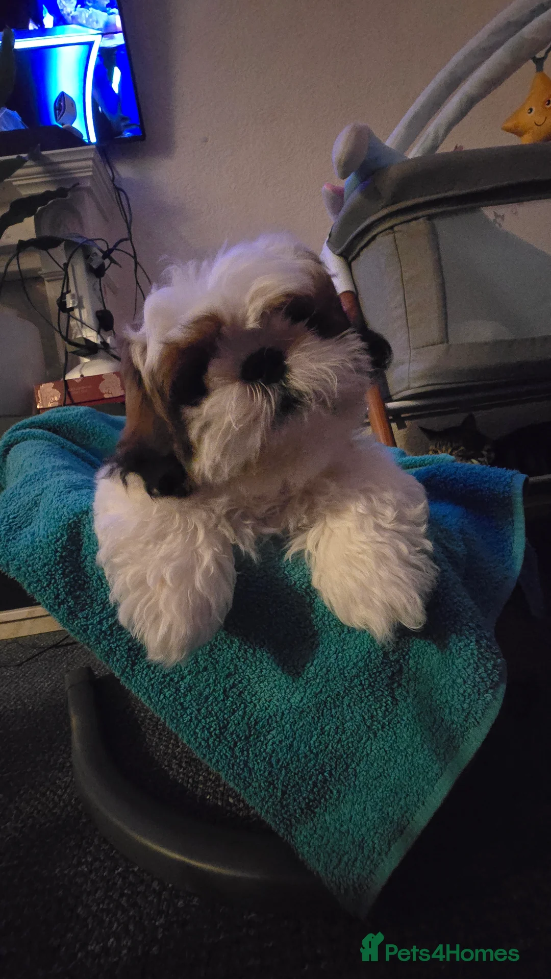 Shih Tzu dogs for sale: Shih Tzu Puppy for Sale - Advert 3
