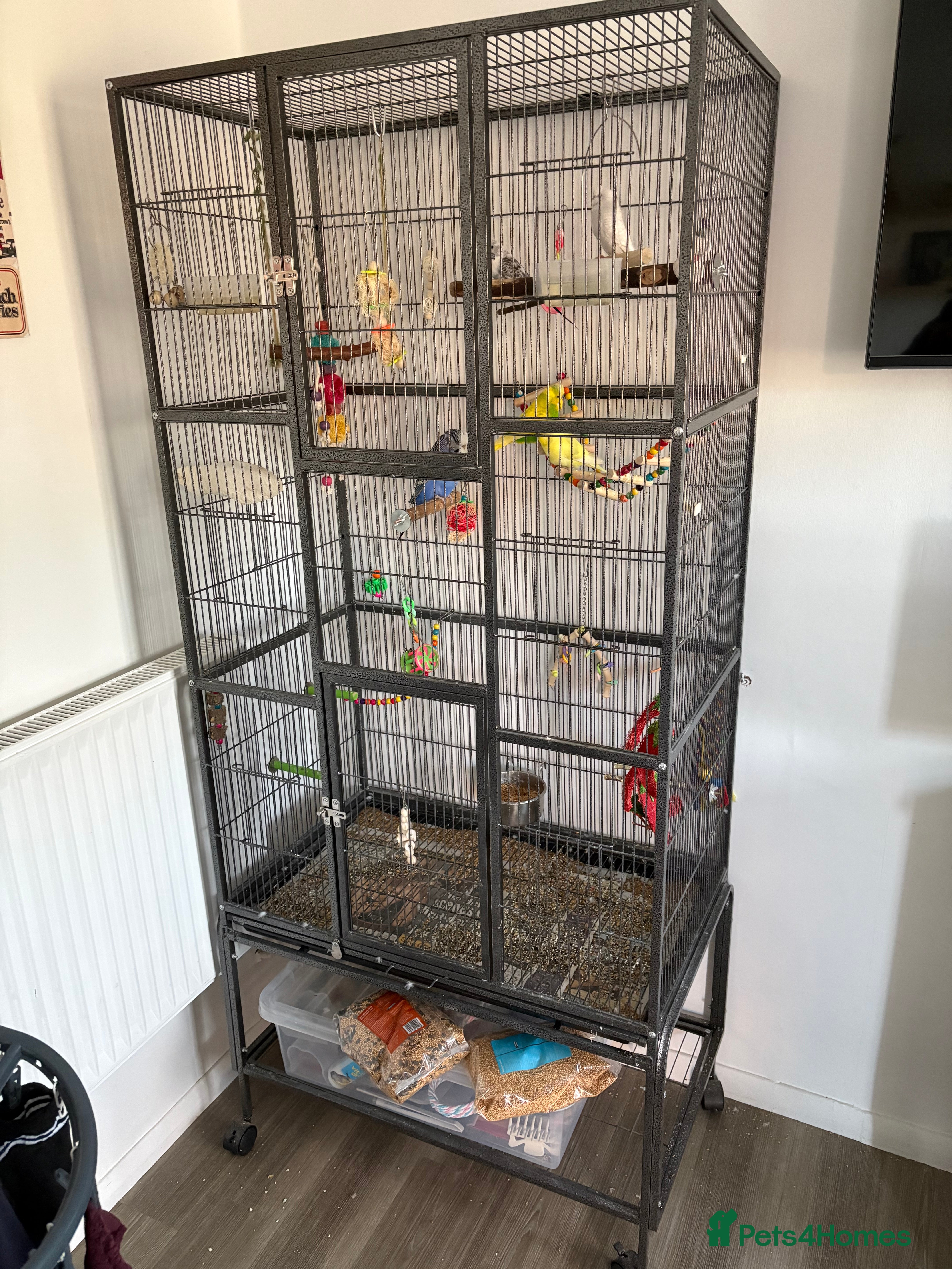 Budgerigars birds 5 budgies in need of rehoming with cage - Advert 18