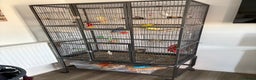 Budgerigars birds for sale: 5 budgies in need of rehoming with cage - Advert 1