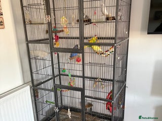 Budgerigars birds 5 budgies in need of rehoming with cage - Advert 1