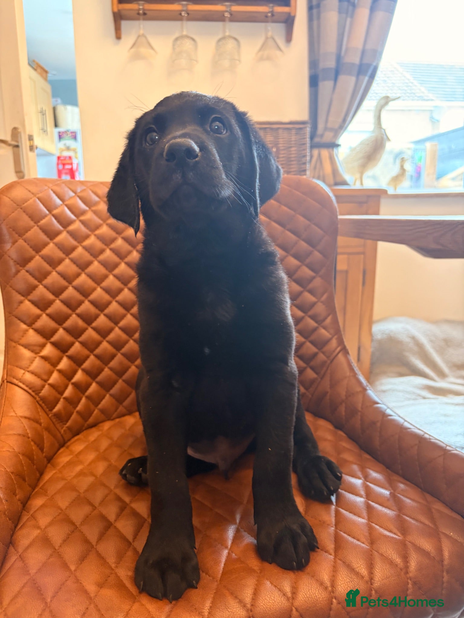 Labrador Retriever dogs Beautiful kc registered Labrador puppies - Advert 4