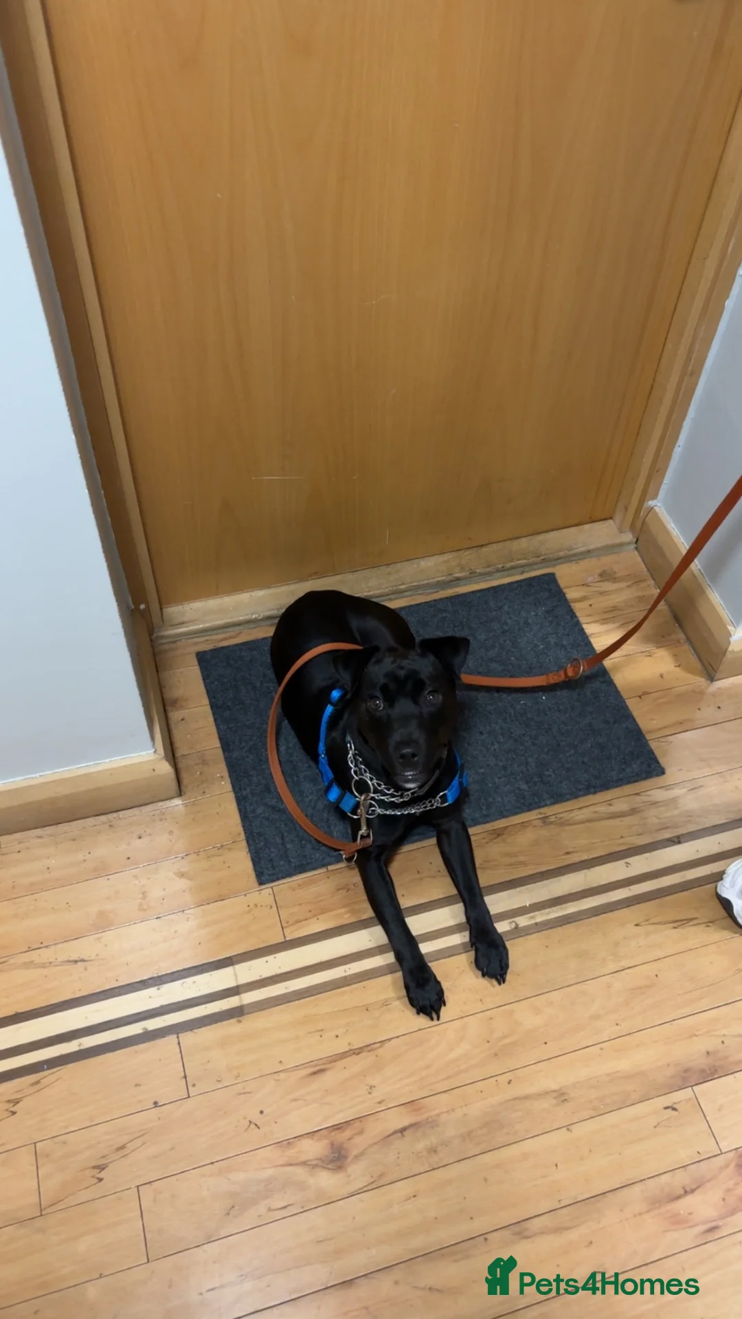 Patterdale Terrier dogs for sale: 2 Year Old Patterdale Terrier  - Advert 2