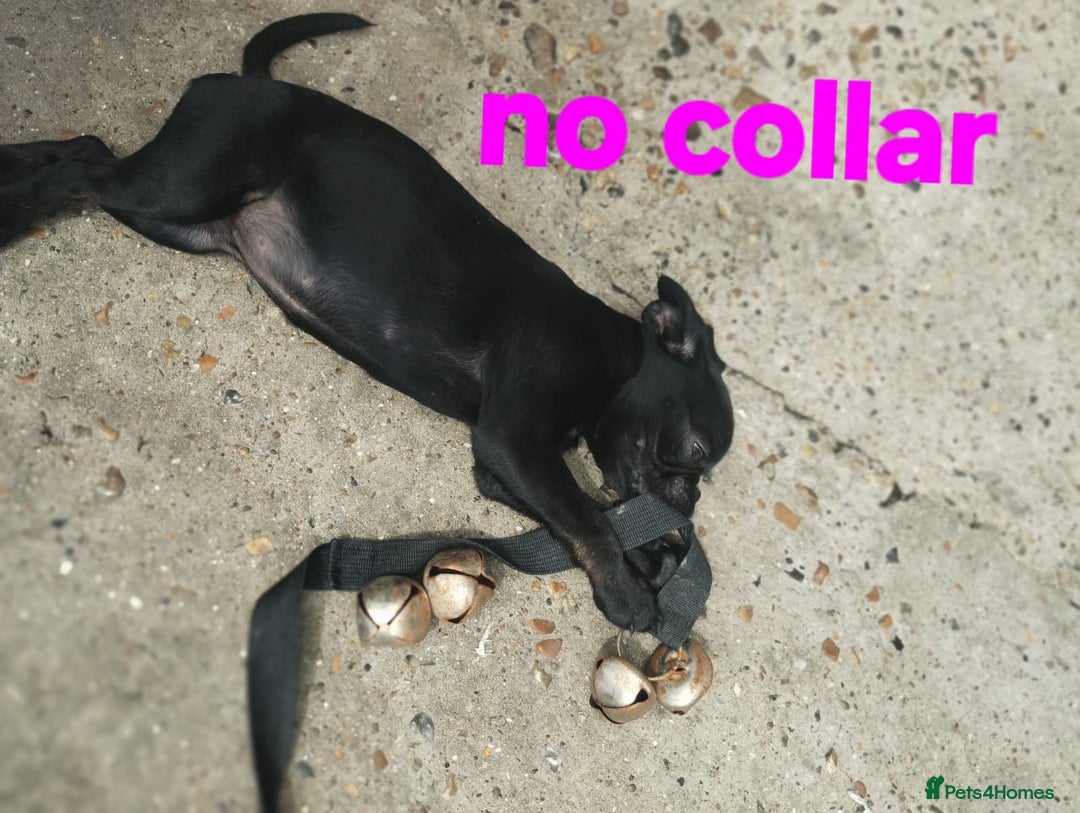 Mixed Breed dogs for sale: Bruxellois griffon x frenchie puppies  - Image 4
