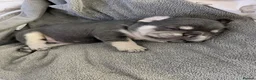 French Bulldog dogs for sale: Amazing quality French bulldog puppies  - Advert 3