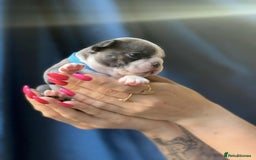 Boston Terrier dogs for sale: Boston terrier puppy - Image 3